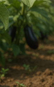 가지볶음 황금레시피