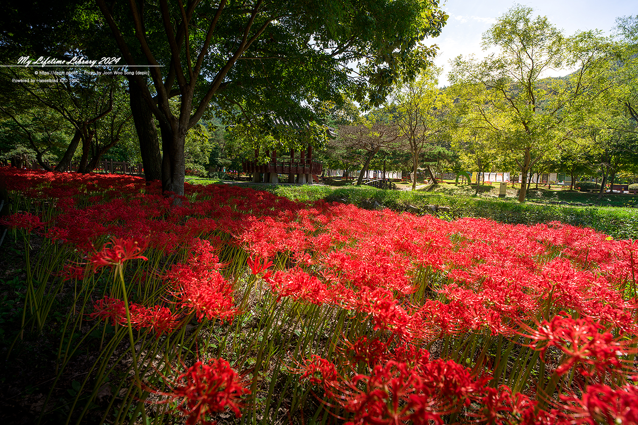 영광 불갑사 꽃무릇 가을