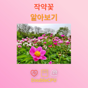 작약꽃 꽃말 및 탐구