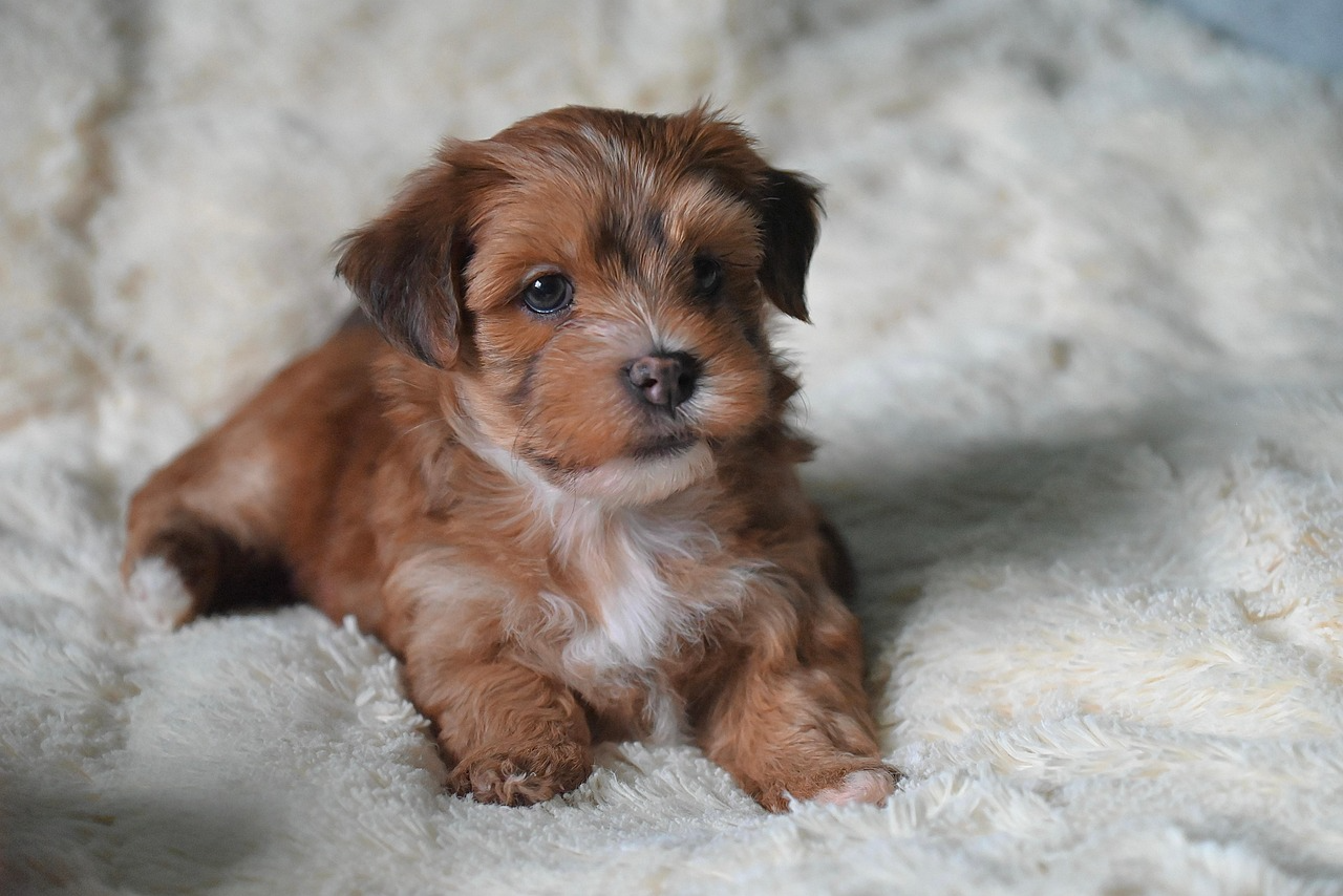 ▲ 소형견 건강관리 가이드: 슬개골 탈구부터 치아 관리까지 필수 체크리스트