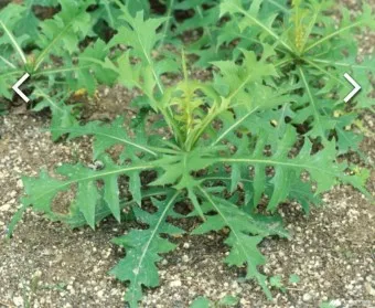 씀바귀 고들빼기 차이점 효능 비교_4