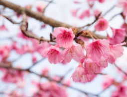 경주-벚꽃-개화시기-9