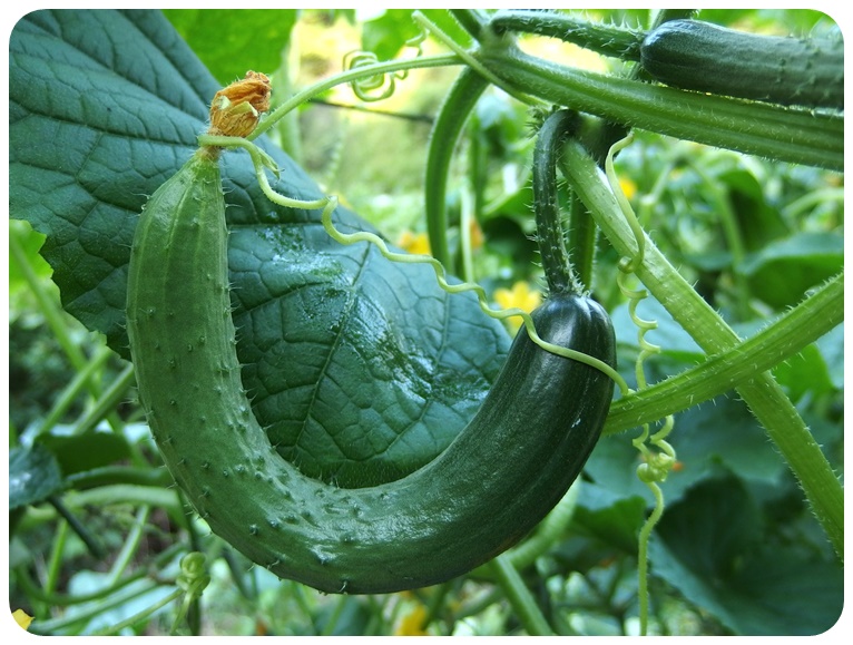 오이와 함께 먹는 것을 피해야 할 음식