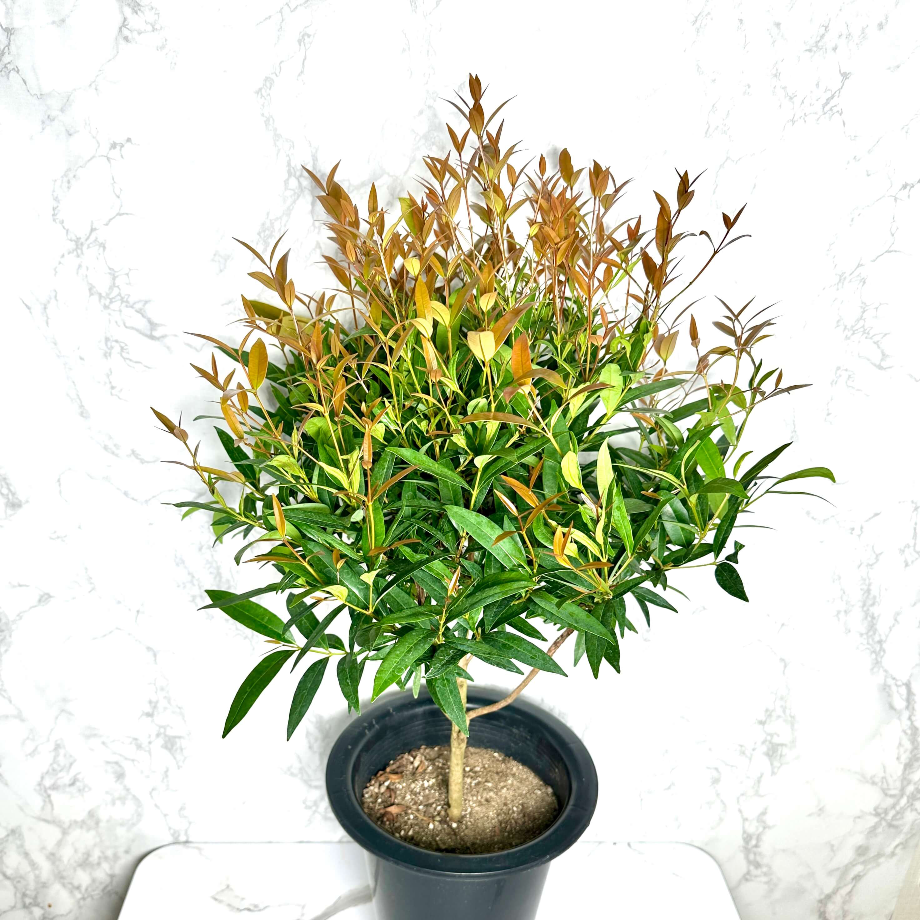 피어리스 키우기