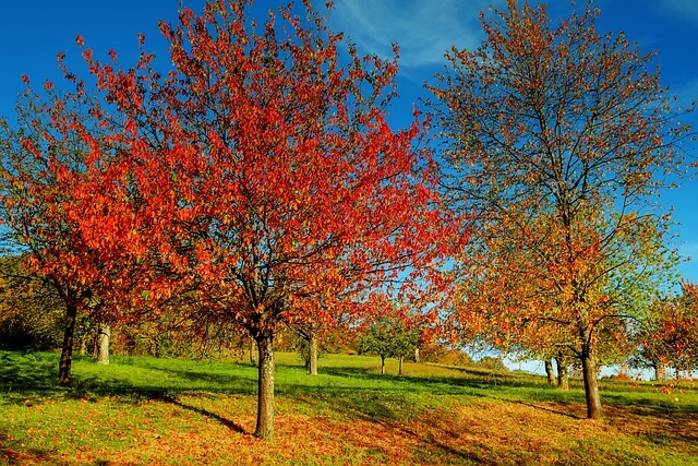 용문산 용문사 단풍명소|천년은행나무 가을 여행