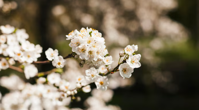 부산 봄꽃 축제 일정 벚꽃 명소 교통편 개화시기