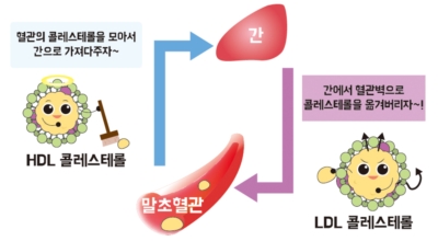 콜레스테롤 이미지