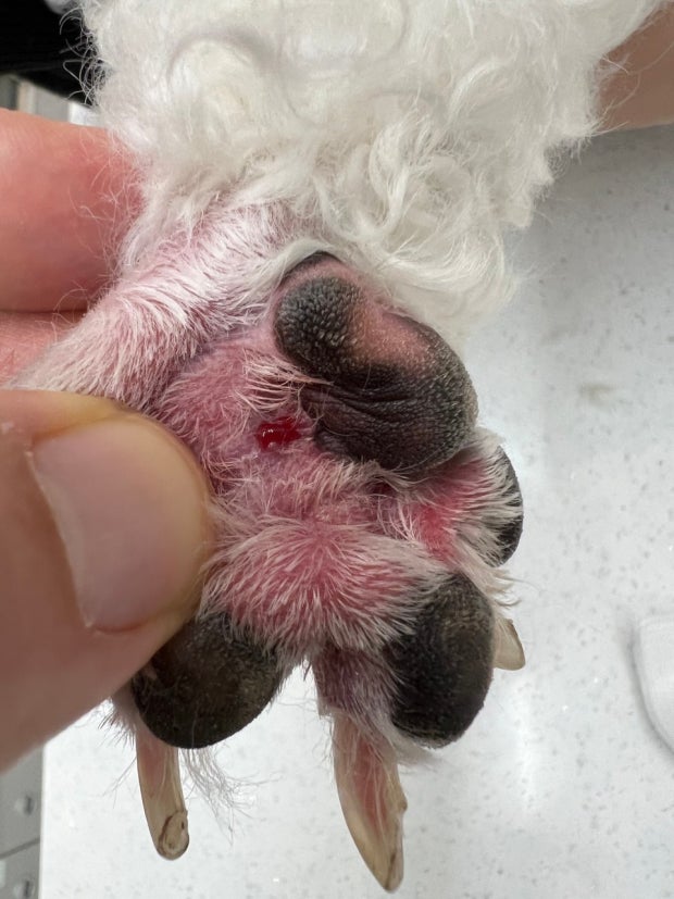 강아지 발바닥 염증