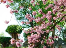 진해-군항제-벚꽃-축제-5