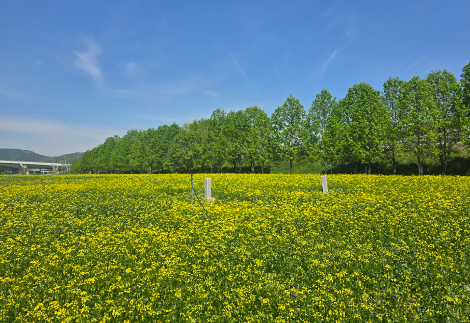 구리 유채꽃1