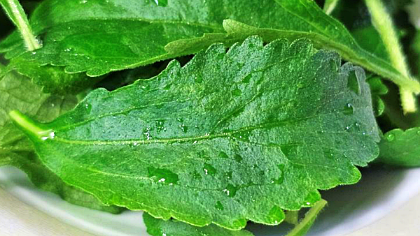 스테비아 허브 잎