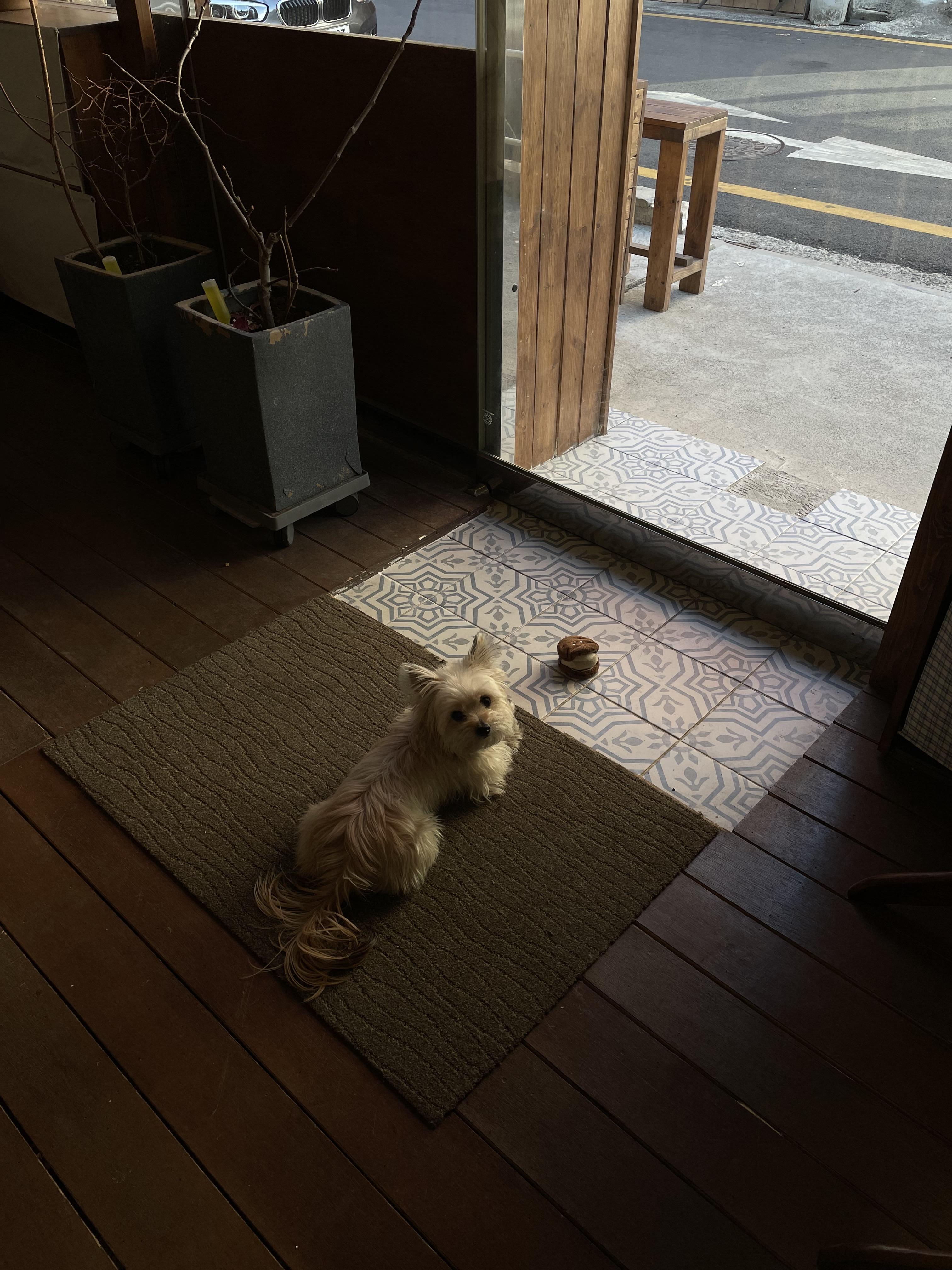 울산 애견동반 카페 퍼지네과자점