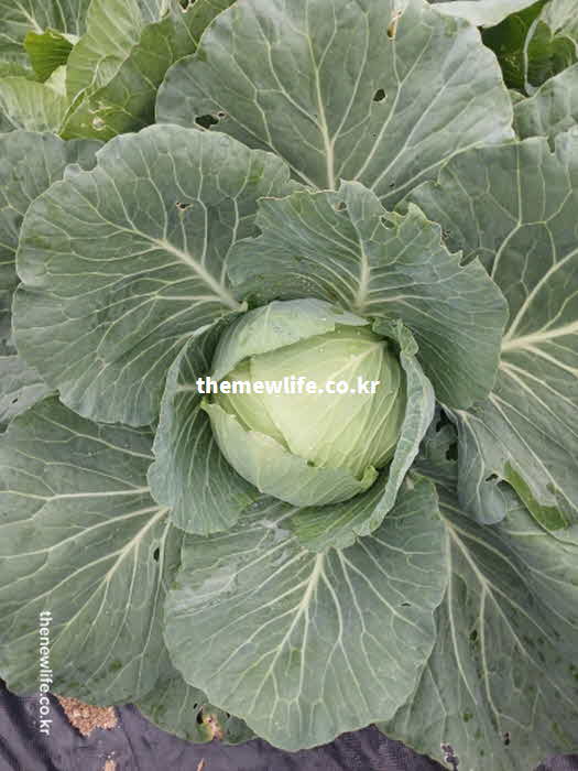 양배추 효능 위염 개선 비타민 U