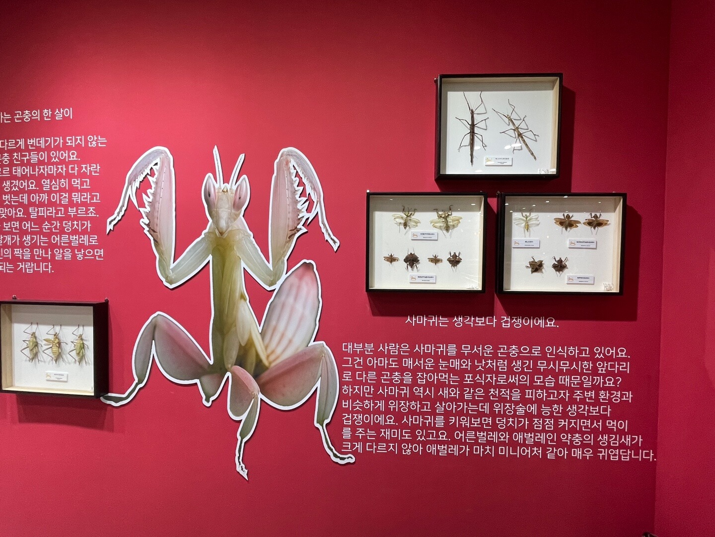 옐로우지브라 곤충박물관 초입 말벌집과 사마귀 정보 안내