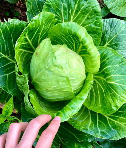 양배추 효능과 부작용 칼로리