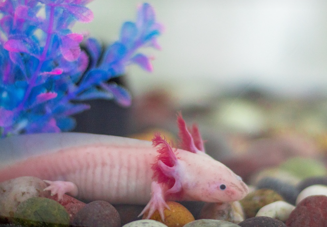 물속의 미소 천사 아홀로틀