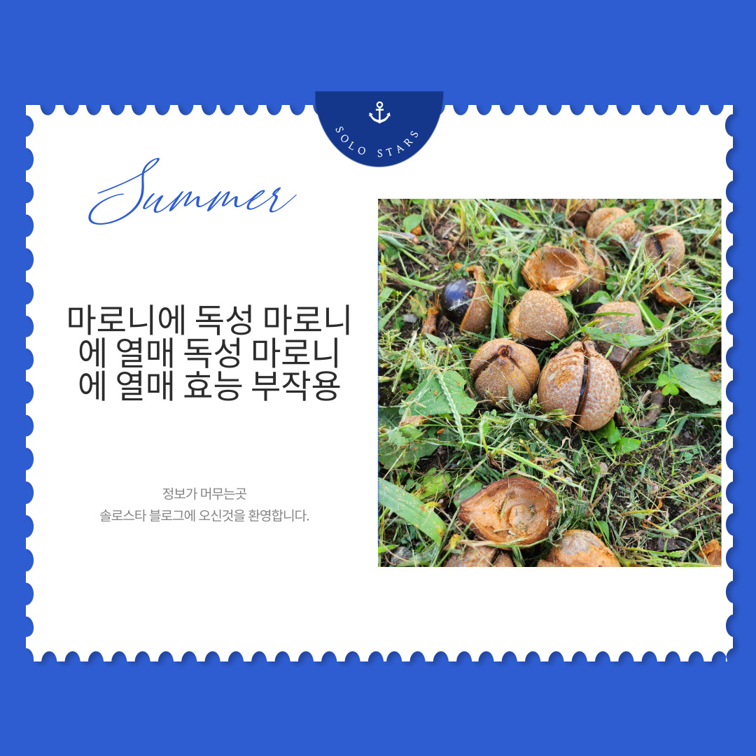 마로니에 열매