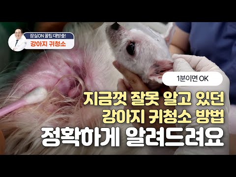 강아지 귀 청소