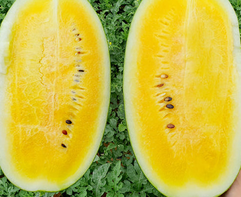 극한직업 고창 수박