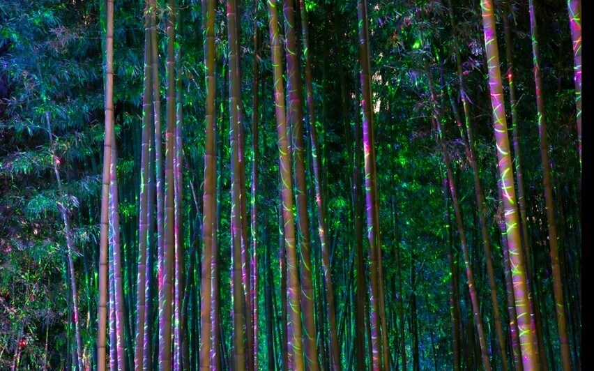 울산여행 태화강 대나무숲 축제 야경