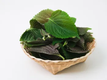 국산 들깨 1말 가격&amp;#44; 들깨의 효능과 영양성분