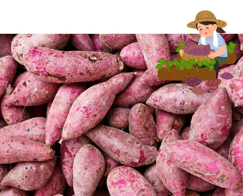 캐자마자 먹는 것 vs 숙성 후 먹는 것, 맛 차이