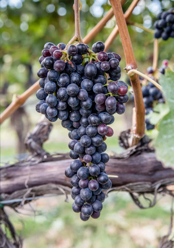 카르베네 쇼비뇽 (Cabernet Sauvignon, 줄여서 CS)