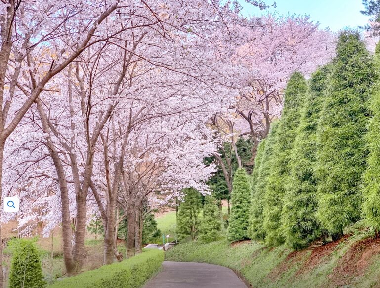 베어트리파크 봄꽃