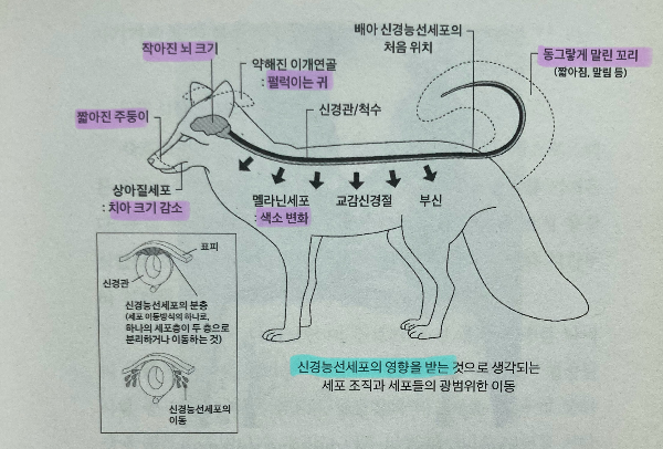 자기 가축화 징후