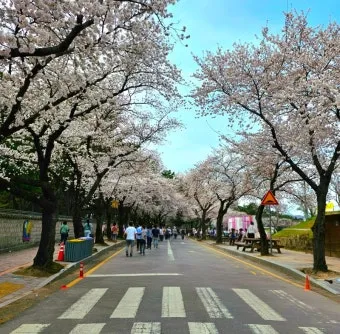 2025년 벚꽃축제 일정 시기 명소_19