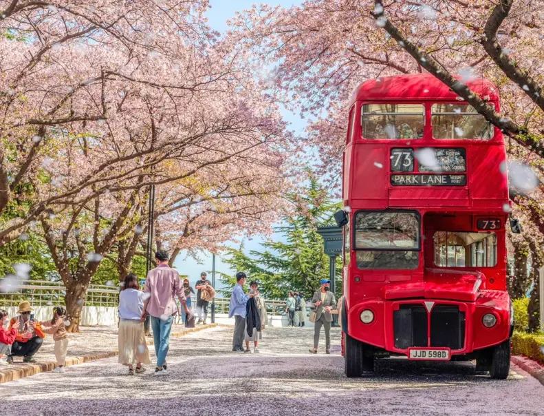 대구이웓드 벚꽃