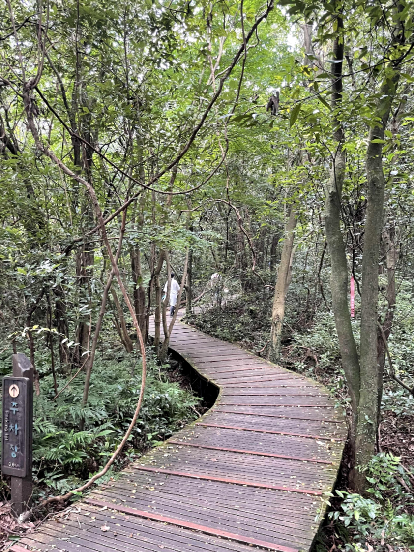 제주 곶자왈 도립공원