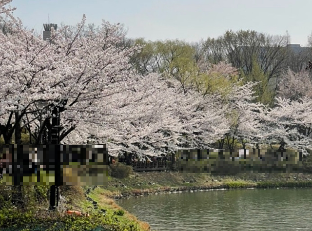 서울 벚꽃 명소 추천 베스트10 여의도 윤중로 석촌호수 서울숲 경희대학교 캠퍼스 남산공원 & 남산도서관 앞 창경궁 양재천 북서울 꿈의숲 안양천 벚꽃길 한성대입구 낙산공원