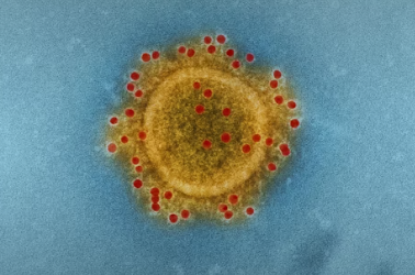 헬리코박터균과 위암의 연관성