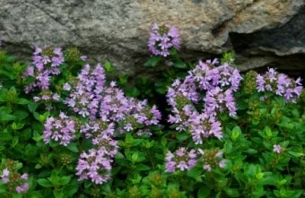 백리향 키우는 법 집에서 재배법 꿀팁_11