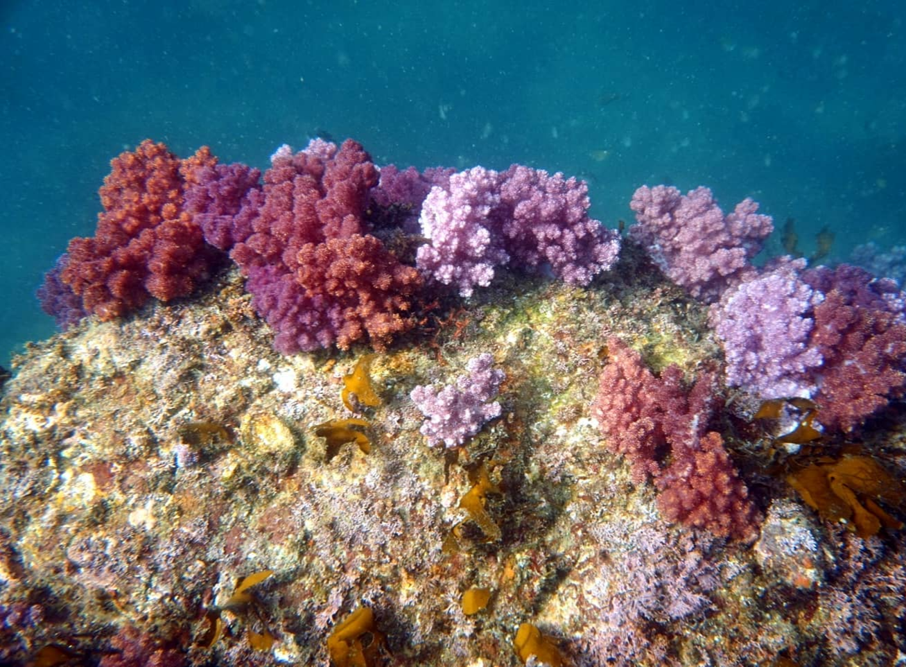 제주 스쿠버다이빙 사진