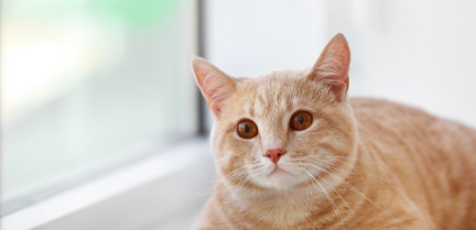 고양이