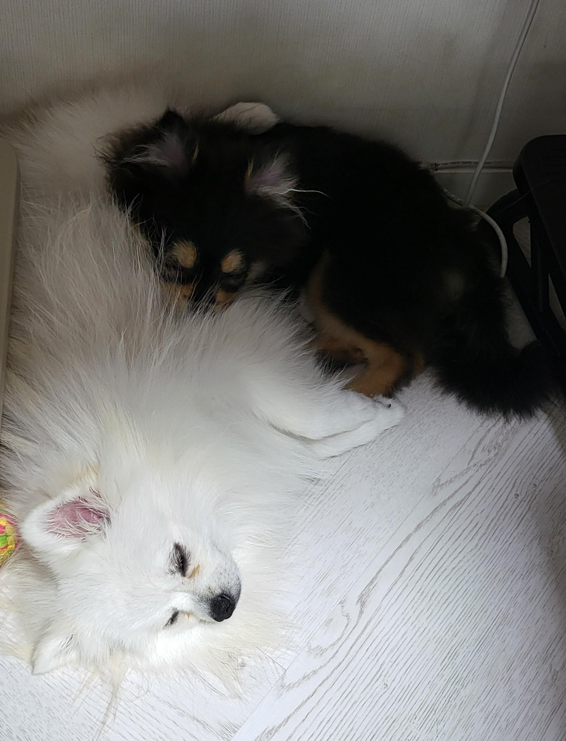 같이 자고 있는 하콩&amp;달콩