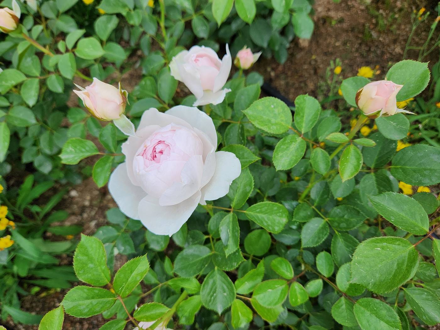 장미 헤르초긴 크리스티아나 Herzogin Christiana