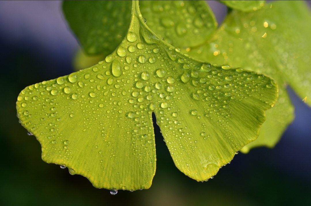 징코, 징코엠, 은행잎추출물