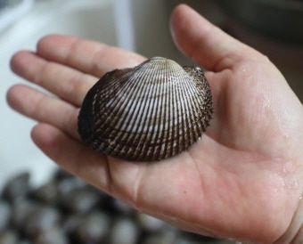 꼬막 효능 부작용