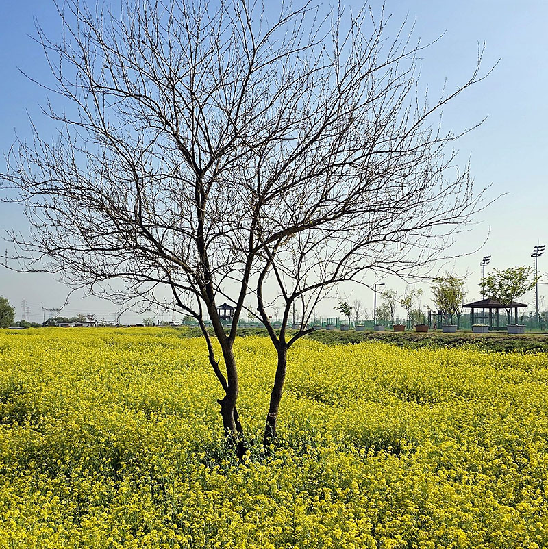 당진 삽교파크골프장 (삽교천파크골프장, 삽교호파크골프장)