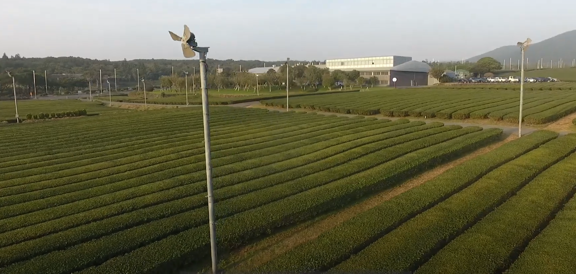 연간 150만명이 방문하는 티 뮤지엄이 품고 있는 오설록의 녹차밭입니다.