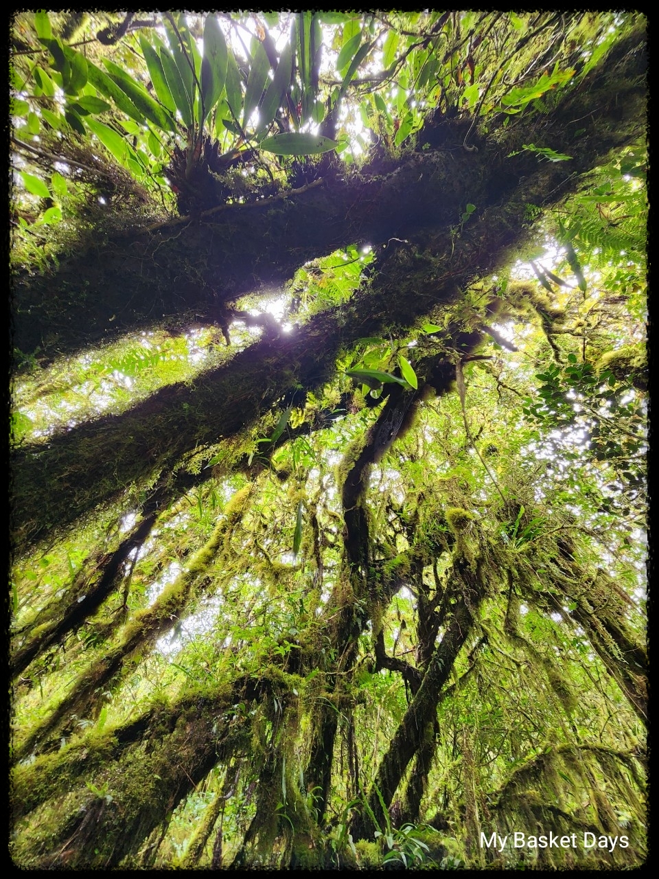 Moss forest