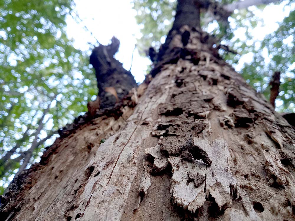걷기 기부챌린지는 울산 산업고등학교