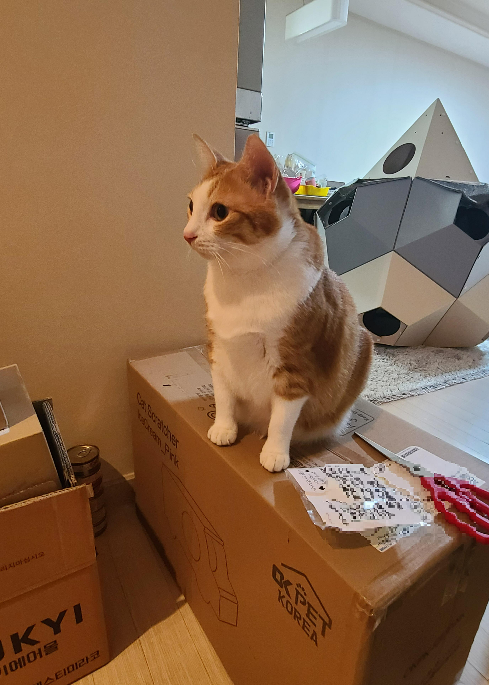 고양이들 스크래쳐를 교체했다.(자동차스크래쳐,침대형스크래쳐)