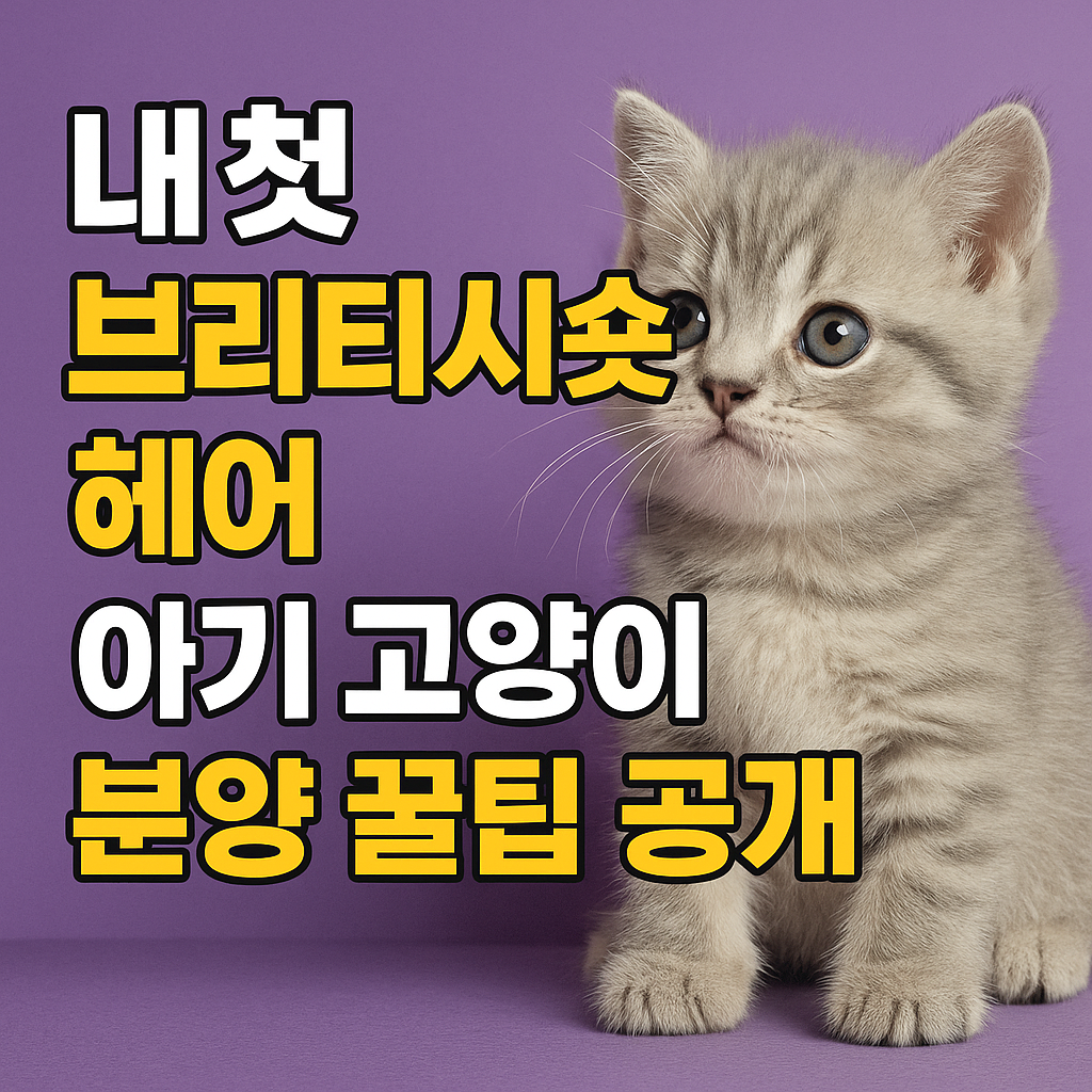 브리티시숏헤어