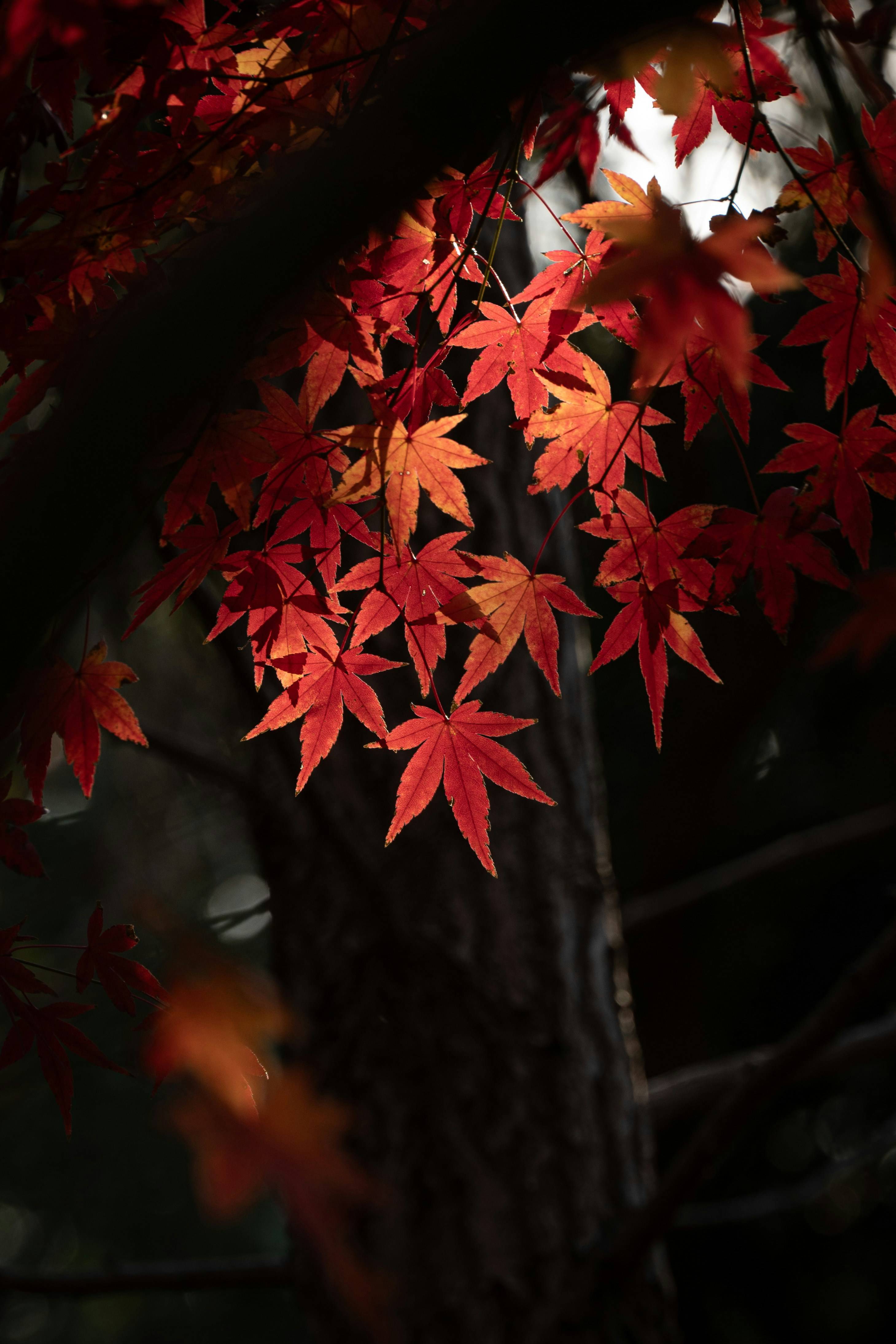 화담숲 단풍시기부터 주차&middot;숙소&middot;맛집까지｜가을여행 필수정보 총정리!