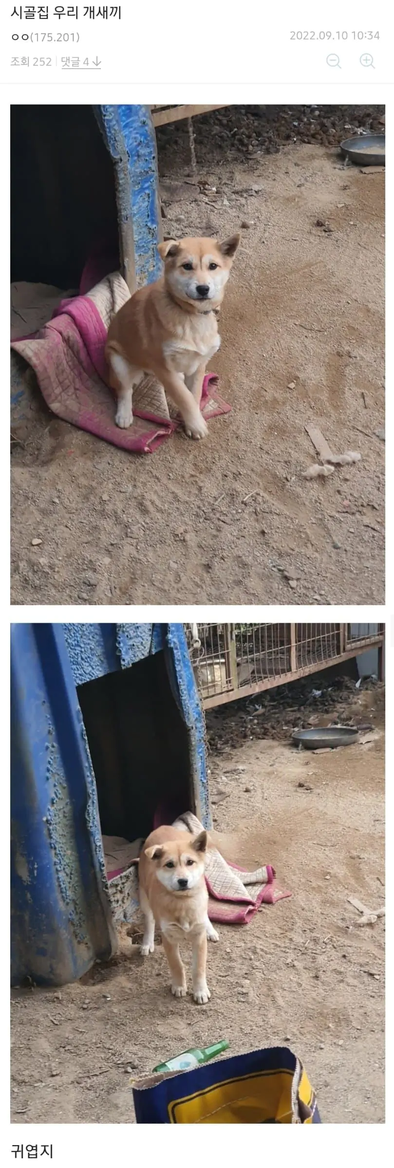 추석 시골집 강아지