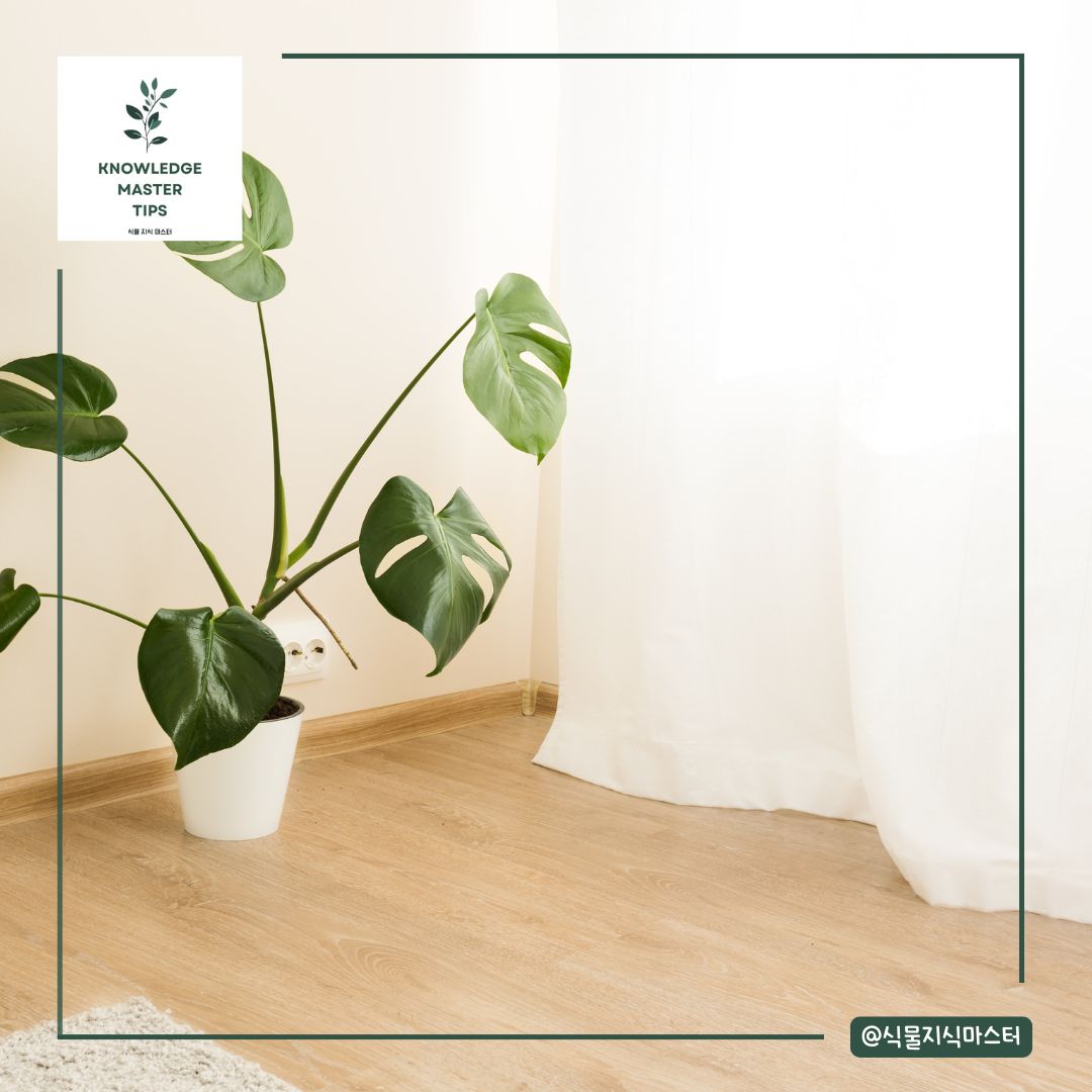 몬스테라 키우기에 필요한 빛 / 광도